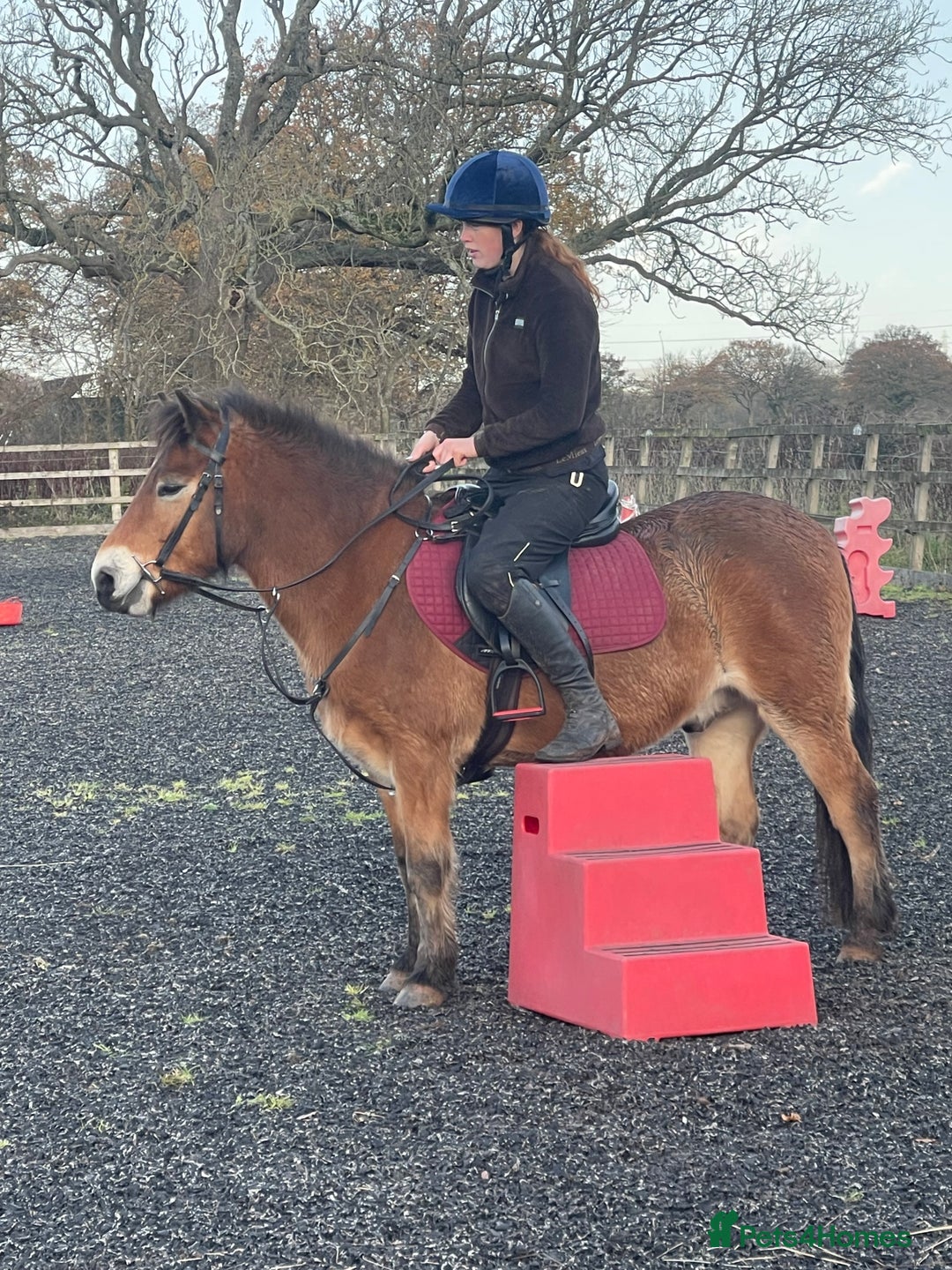 Exmoor horses for sale: Exmoor 12’1 gelding rising 6 drafted as a foal  - Advert 10