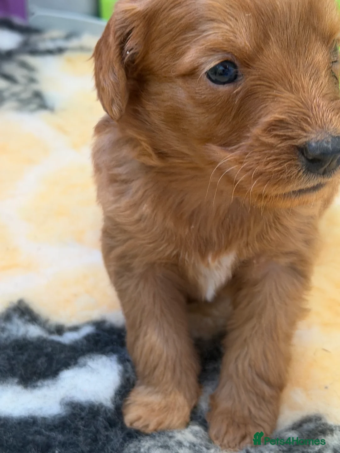 Mini Goldendoodle dogs for sale: Extensively health tested F1 goldendoodle puppies  - Advert 27