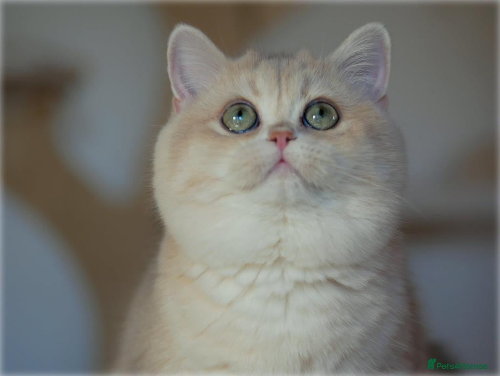 British Shorthair cats Exquisite blue golden import stud - Advert 13