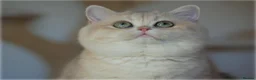 British Shorthair cats for stud: Exquisite blue golden import stud - Advert 1