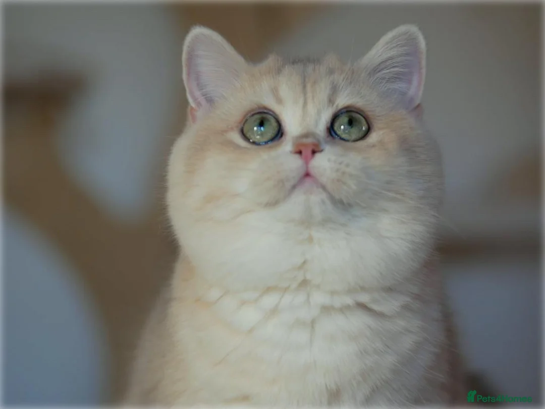 British Shorthair cats for stud: Exquisite blue golden import stud - Advert 1