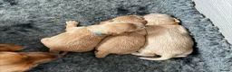 Cocker Spaniel dogs for sale: Stunning cocker spaniel pups  - Advert 13