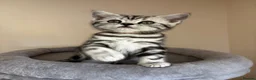 British Shorthair cats for sale: 💙❤️ GORGEOUS PEDIGREE SILVER TABBY BSH ❤️💙 - Advert 4