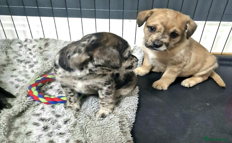 Mixed Breed dogs Frenchi /Mini Poodle Puppies First Gen ❤️  - Advert 1