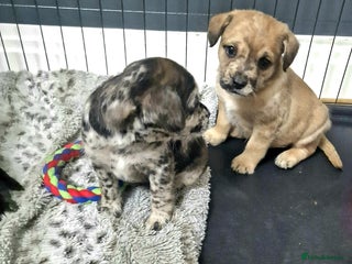 Mixed Breed dogs Frenchi /Mini Poodle Puppies First Gen ❤️ - Advert 1