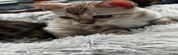 Bengal cats for sale: Bengal - Advert 4