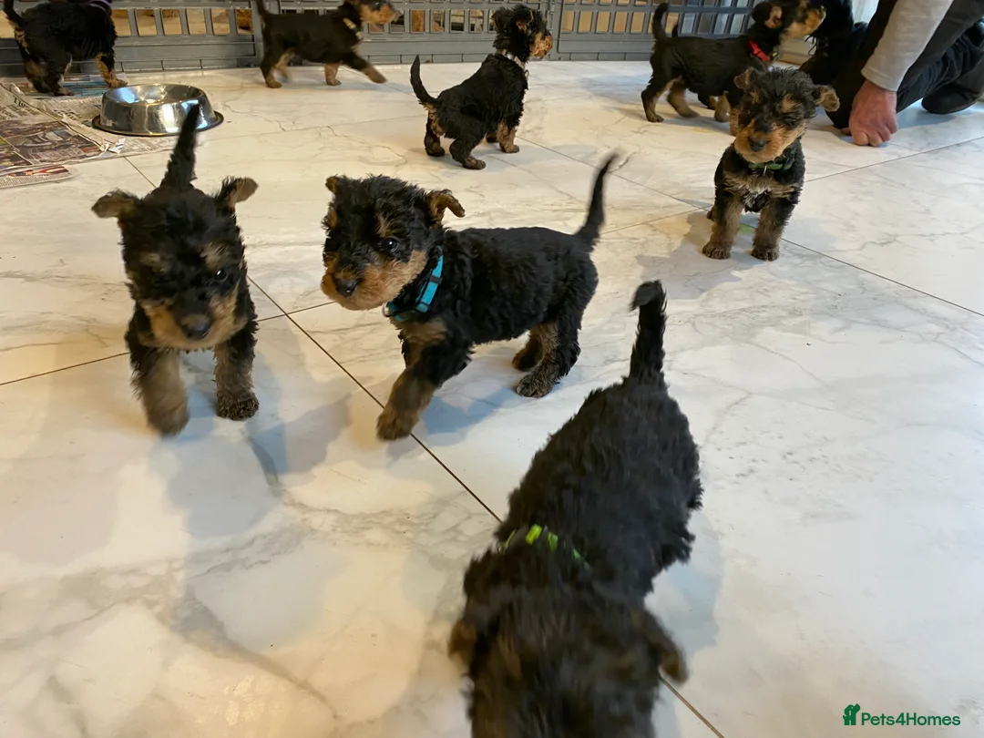 Airedale Terrier dogs for sale: Pure breed Airedale Terriers for sale - Advert 31