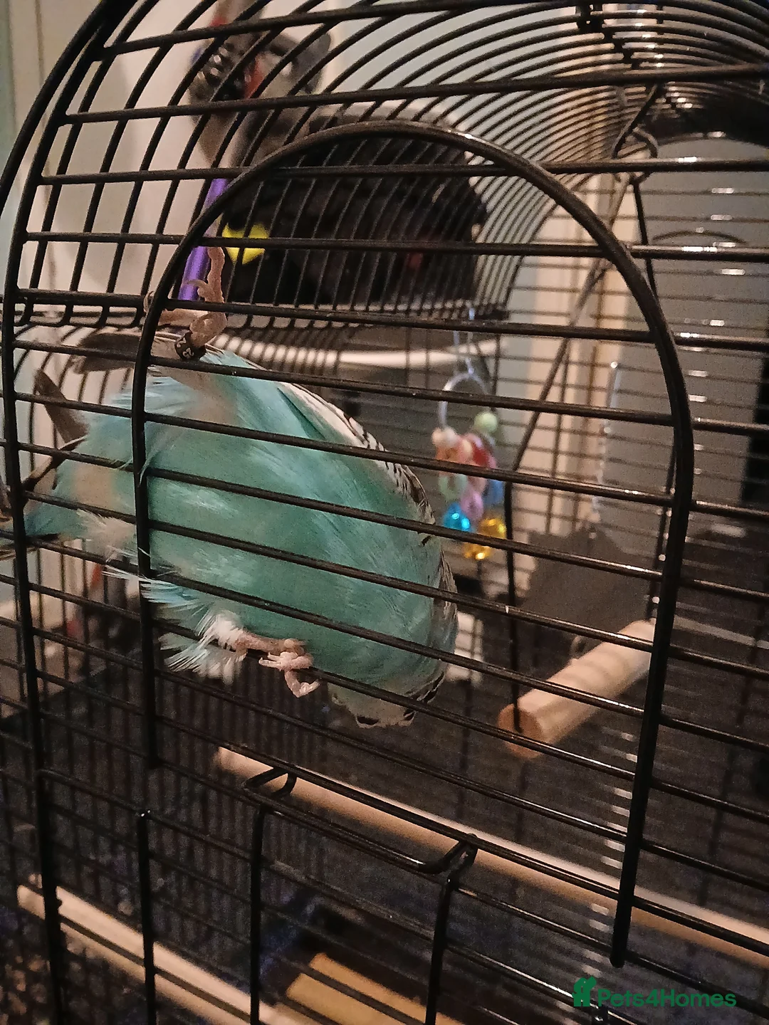 Budgerigars birds for sale: BUDGIES FOR SALE - Advert 5