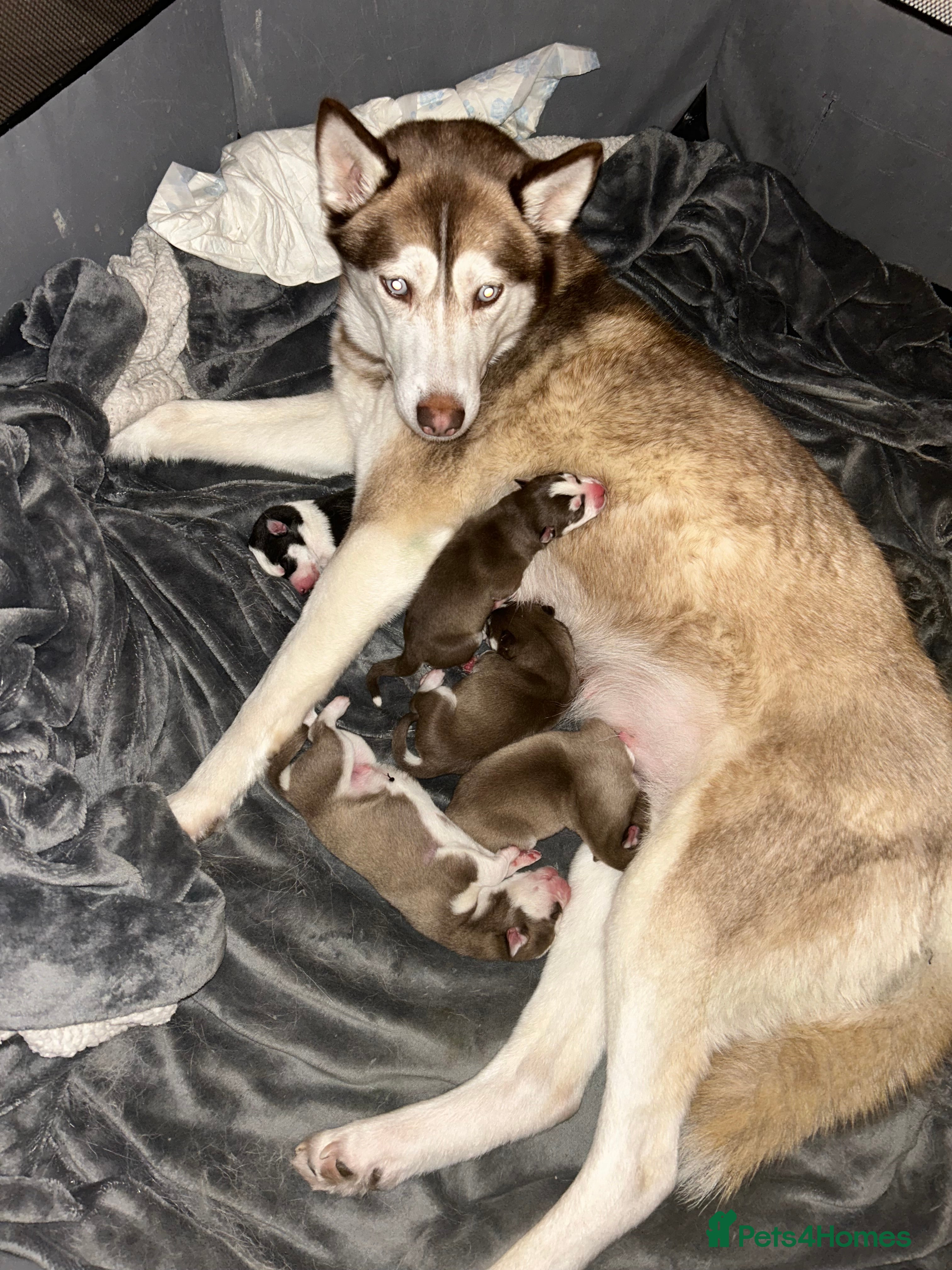 Siberian Husky dogs 5 huskies for sale - Advert 2