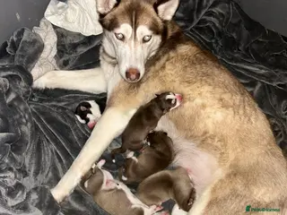 Siberian Husky dogs 5 huskies for sale - Advert 2