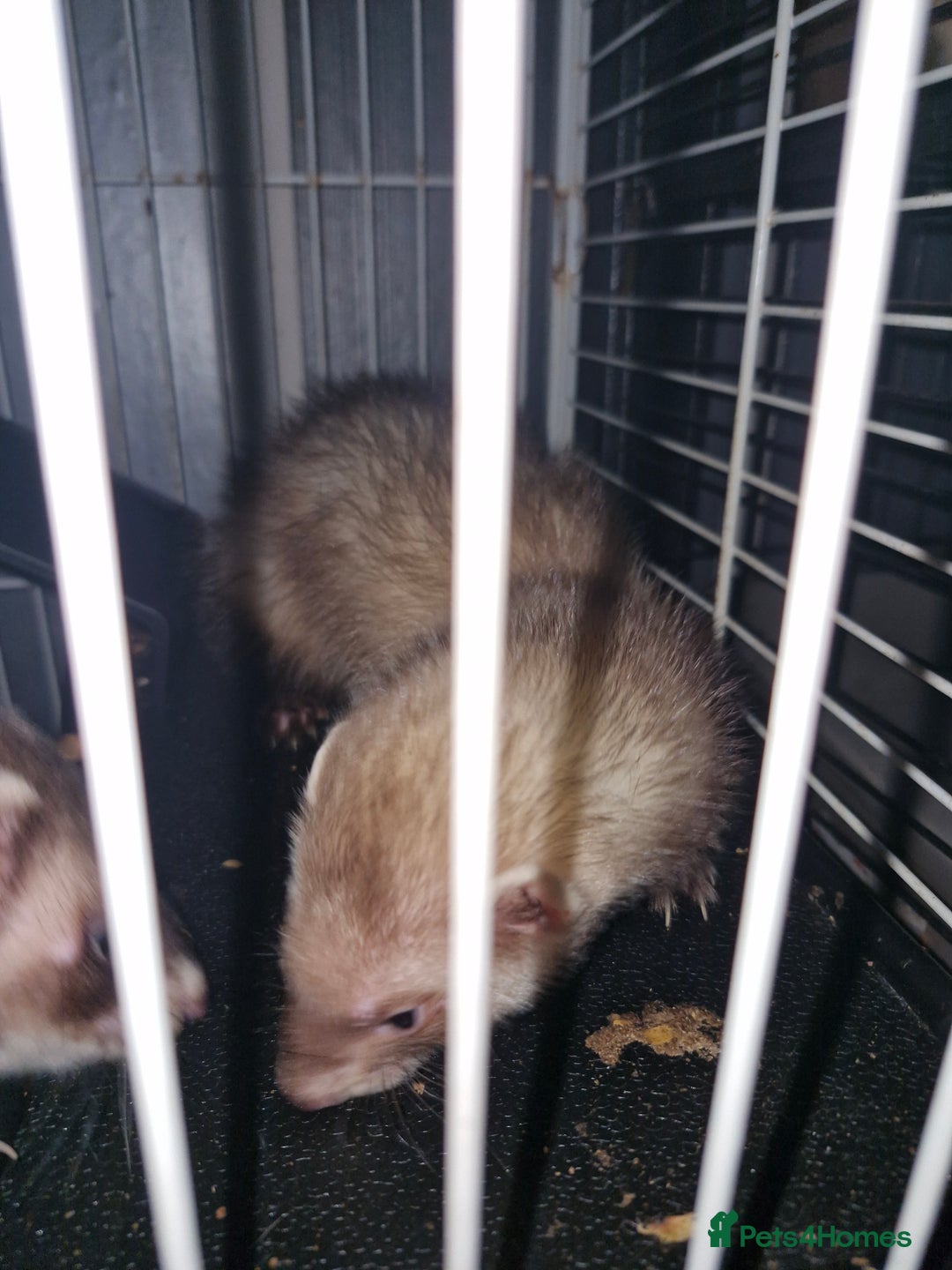 Ferret rodents for sale: 10month old jill  - Image 2