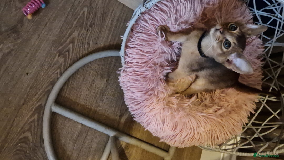 Abyssinian cats for sale: Pure Abyssian kittens ❤️ - Advert 23