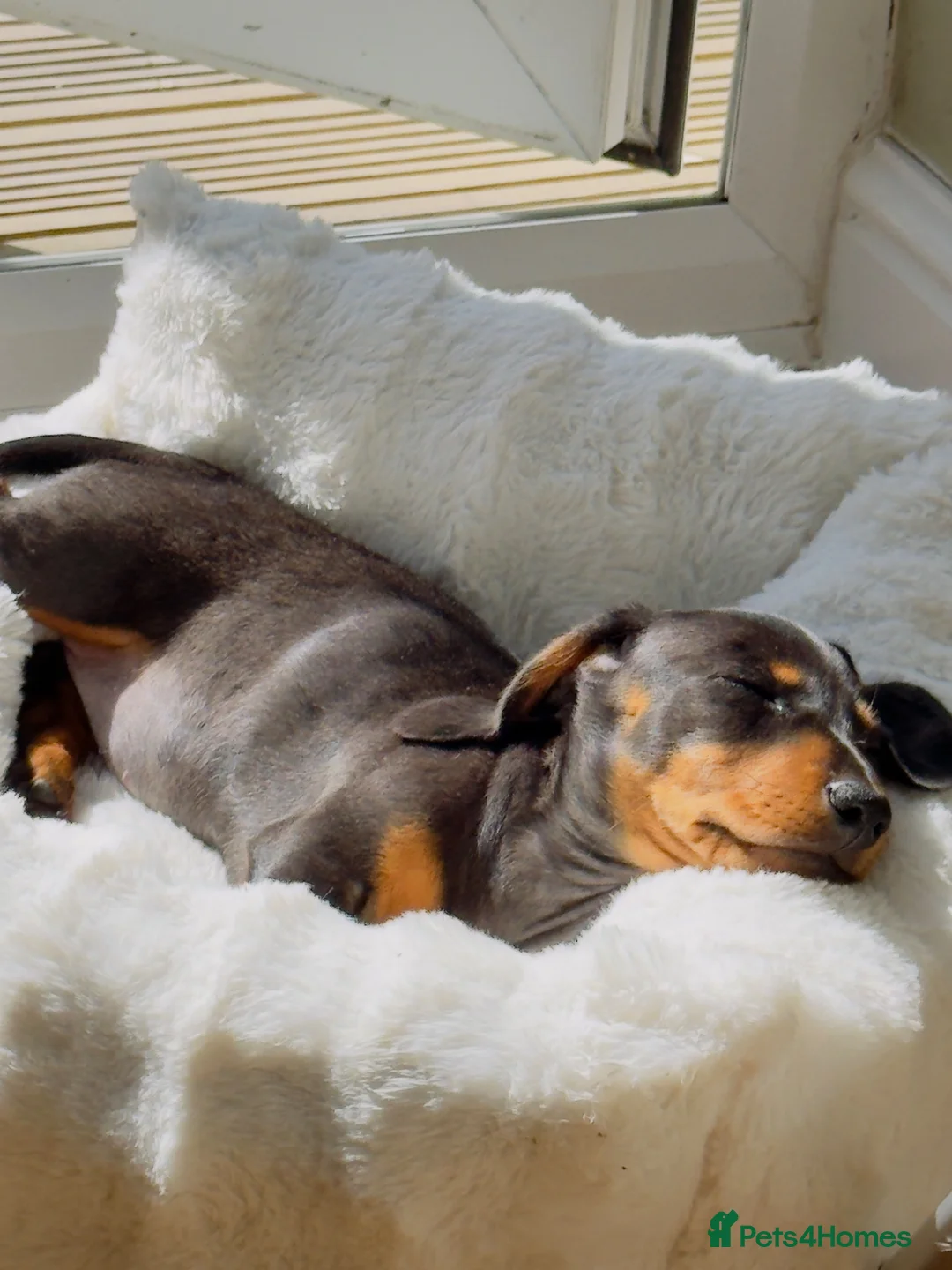 Miniature Dachshund dogs for sale: Miniature Dachsund for Sale - Advert 2