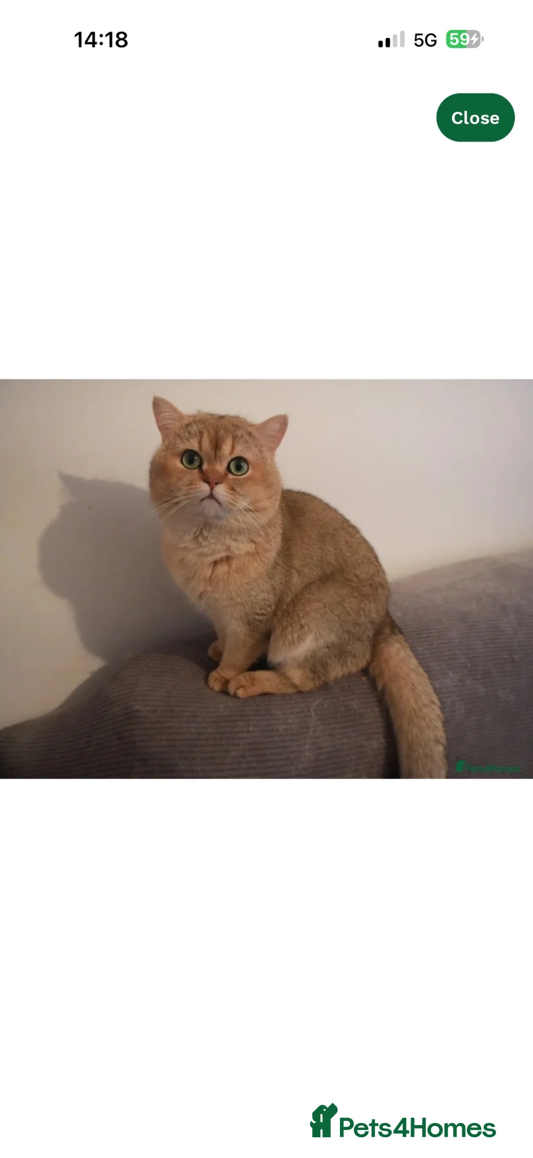British Shorthair cats for stud: BSH NY12 beautiful boy emerald eyes - Advert 3
