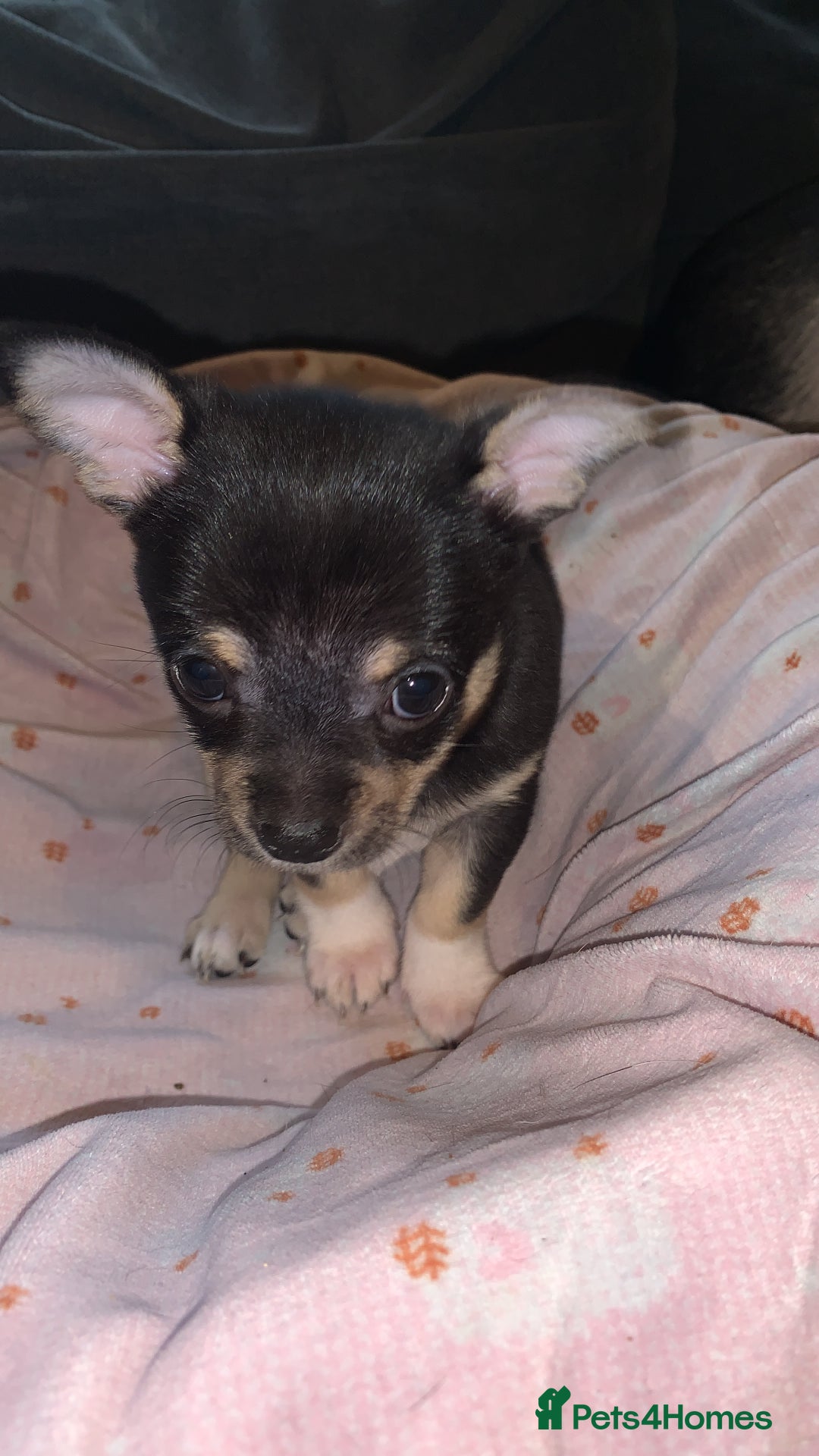 Chihuahua dogs for sale: ❤️ Last little boy ready for his forever home ❤️ - Advert 31