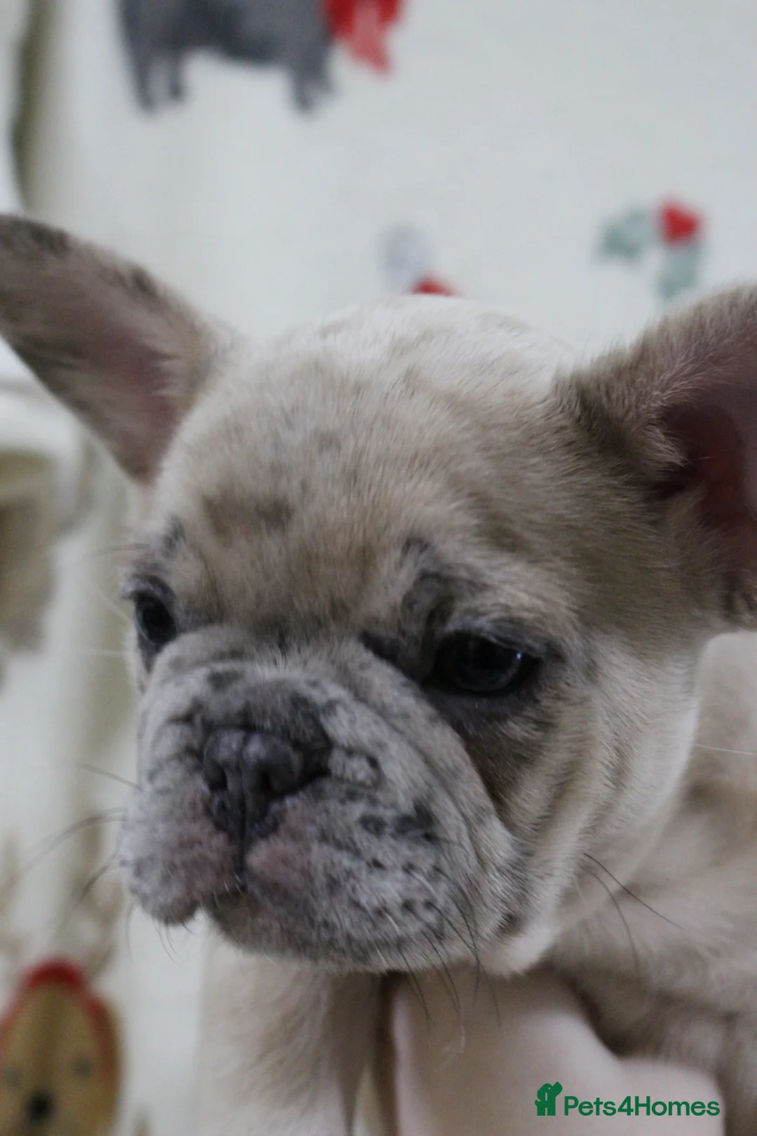French Bulldog dogs for sale: French Bulldog puppies - Advert 17