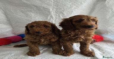 Goldendoodle dogs - Advert 16