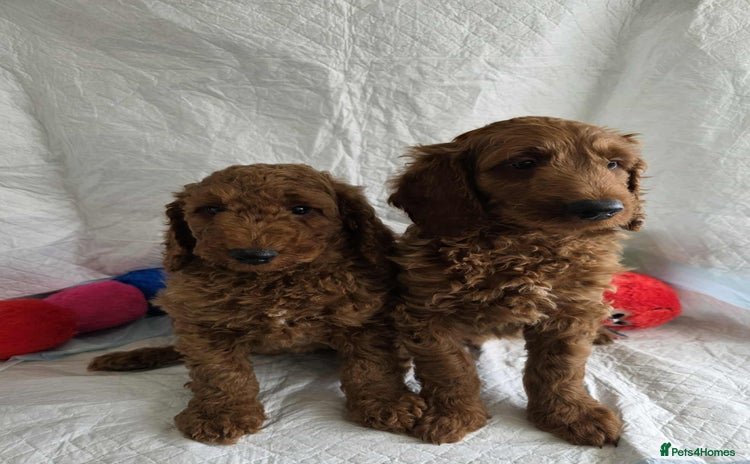 Goldendoodle dogs - Advert 4