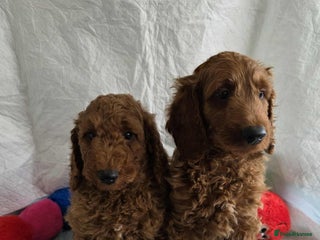 Goldendoodle dogs - Advert 1