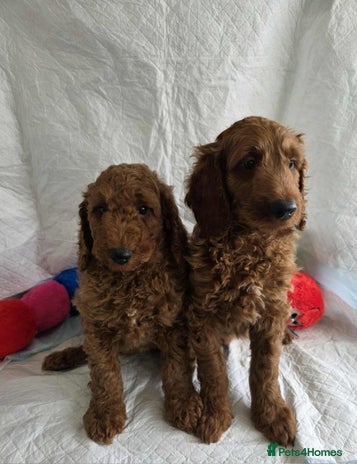 Goldendoodle dogs - Advert 11