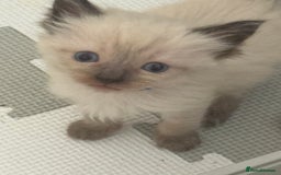 Ragdoll cats for sale: 6 adorable ragdoll kittens 🩷🩵 - Image 4