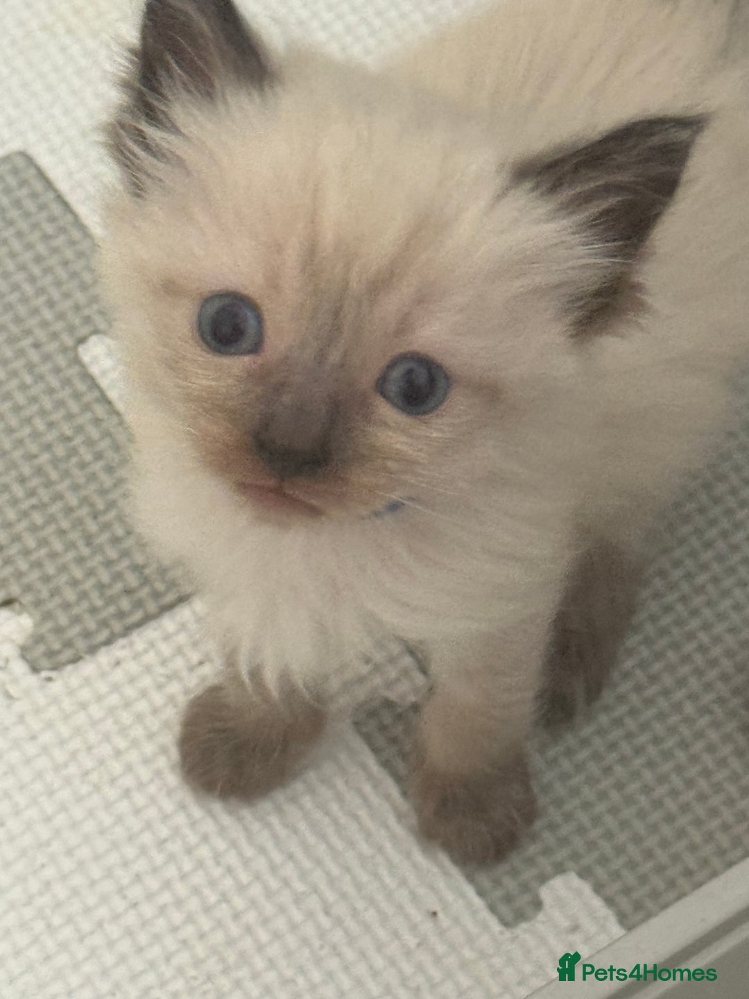 Ragdoll cats for sale: 6 adorable ragdoll kittens 🩷🩵 - Image 4