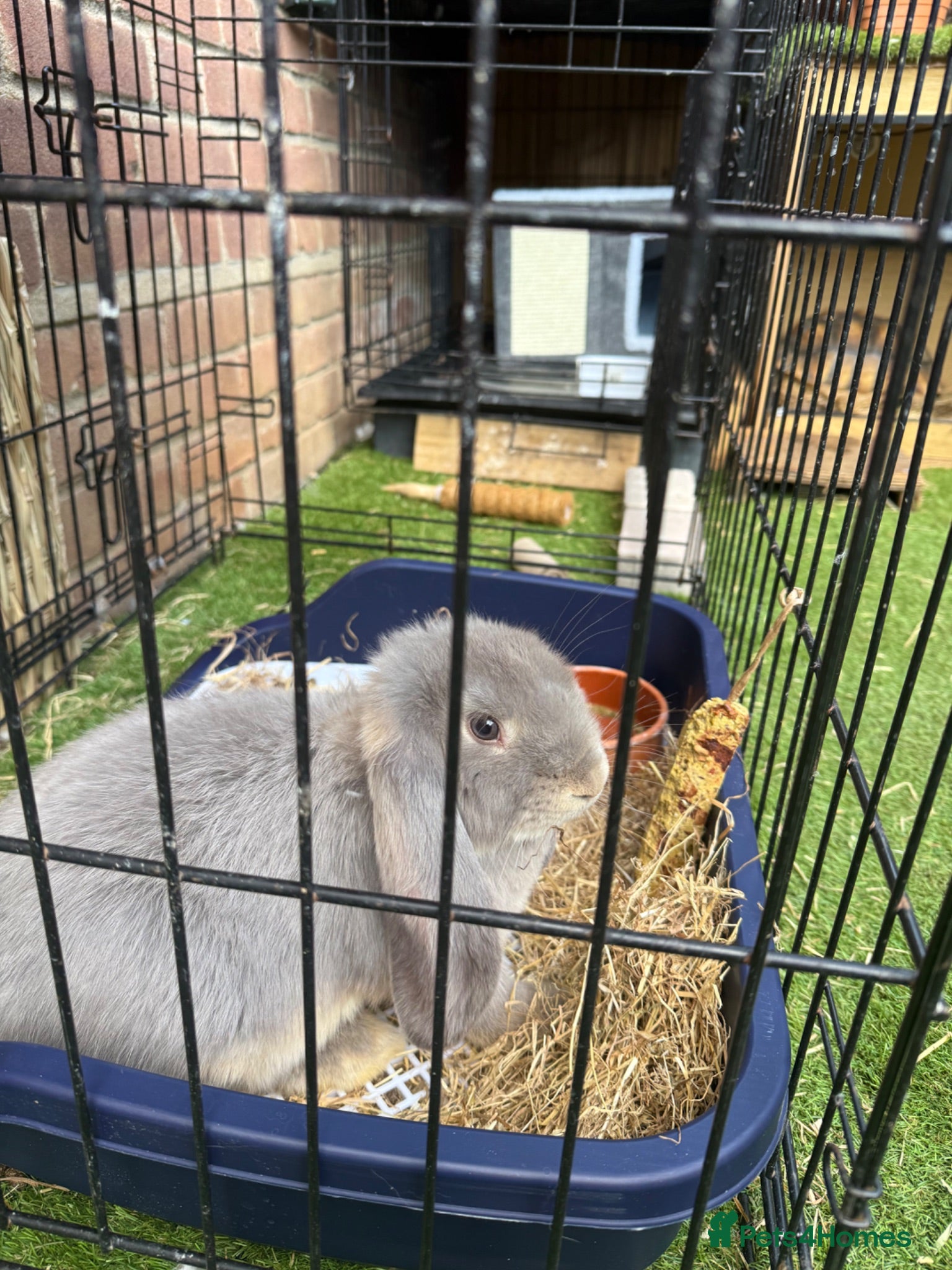 French Lop rabbits PEDIGREE FRENCH LOP WITH ACCESSORIES  - Advert 3
