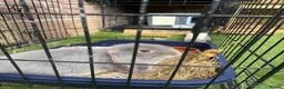 French Lop rabbits for sale: PEDIGREE FRENCH LOP WITH ACCESSORIES  - Advert 1