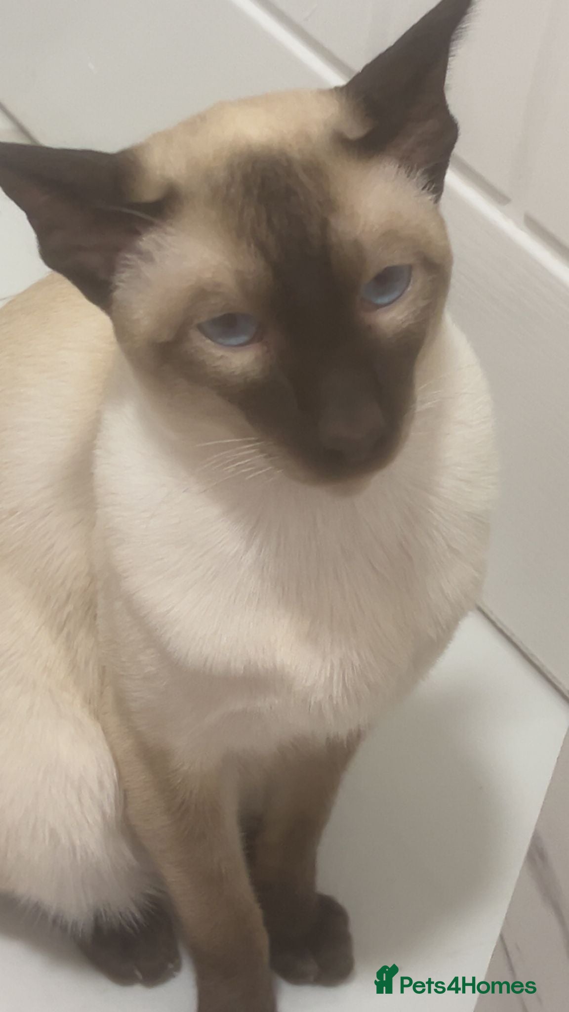 Siamese cats Siamese boy  - Advert 1