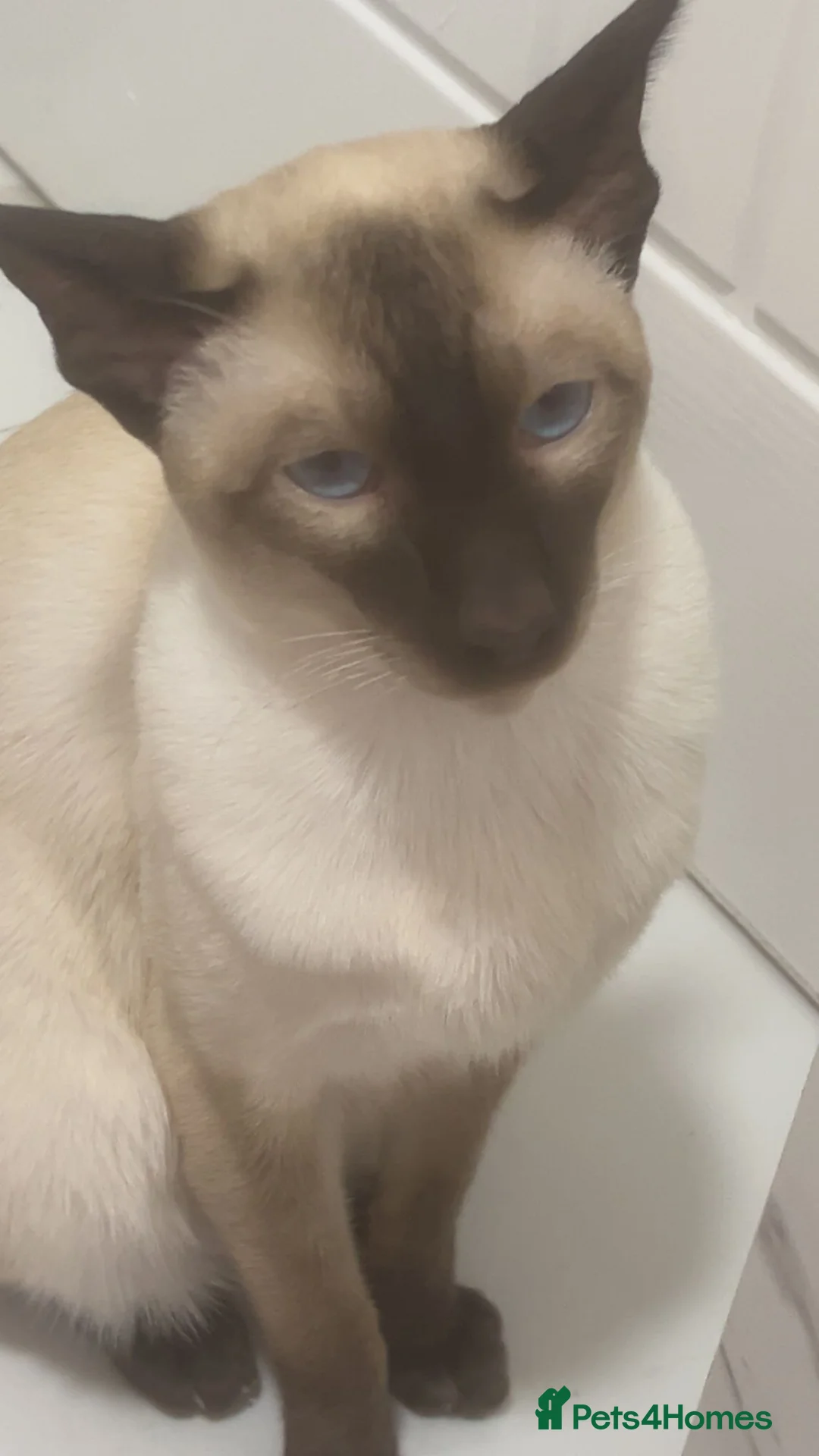 Siamese cats for sale: Siamese boy  - Advert 1
