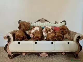 Cavalier King Charles Spaniel dogs DNA TESTED CAVALIER KING CHARLES - Advert 8