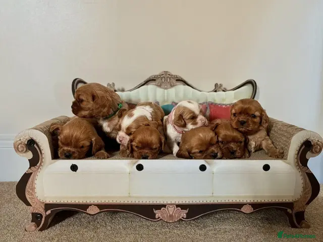 Cavalier King Charles Spaniel dogs DNA TESTED CAVALIER KING CHARLES - Advert 19