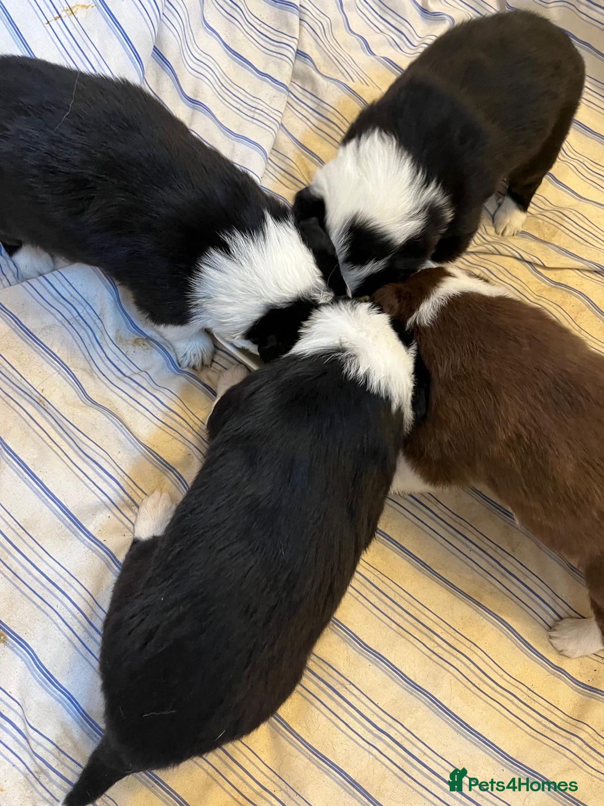 Border Collie dogs Cornmill Farm Border Collies  - Advert 2