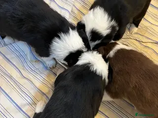 Border Collie dogs Cornmill Farm Border Collies - Advert 2