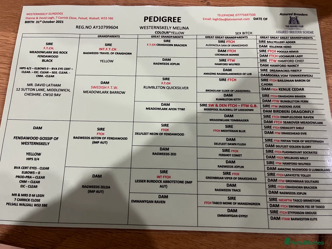 Labrador Retriever dogs for sale: Yellow Dog Puppy - Advert 3