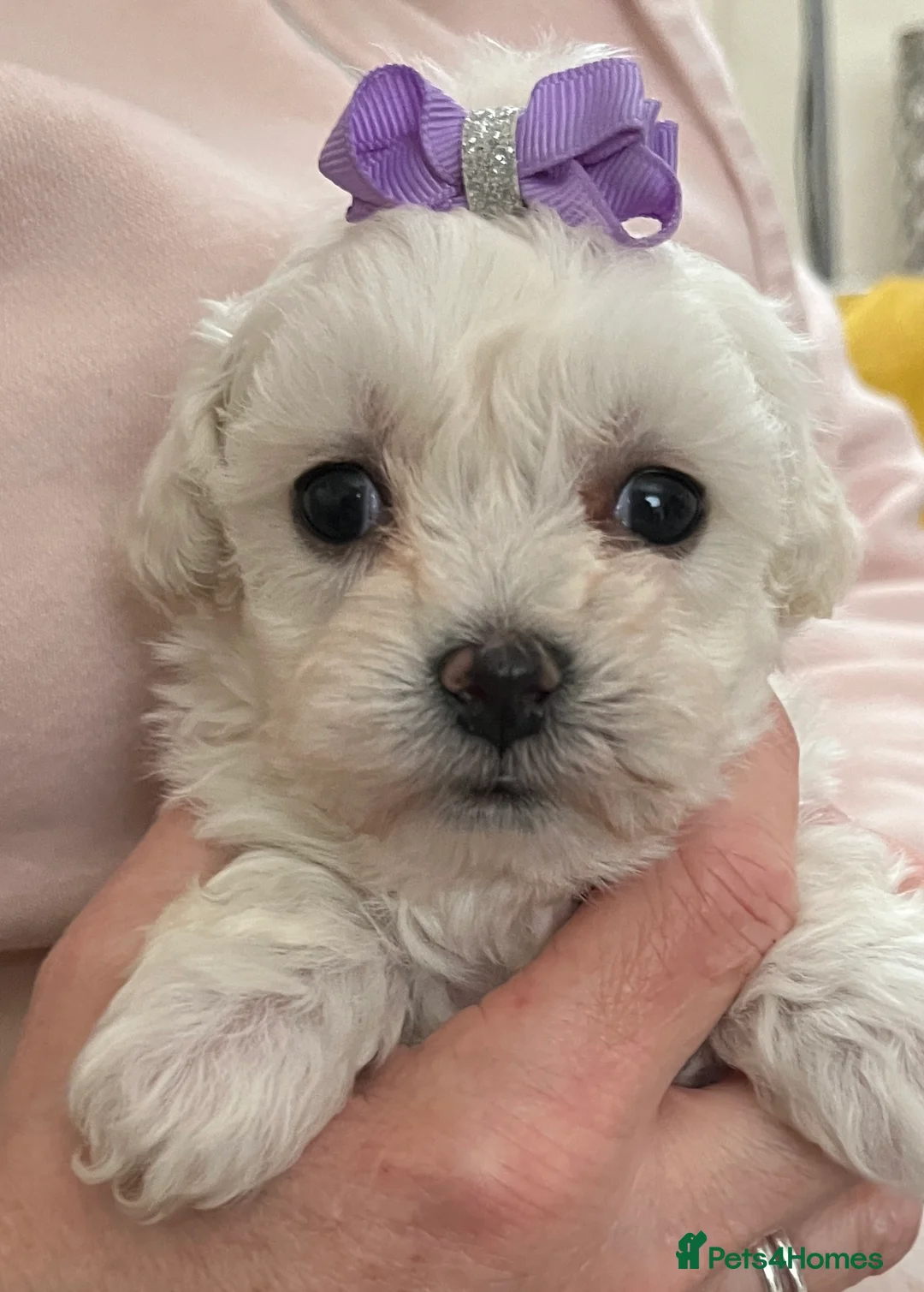 Maltipoo dogs for sale: 🐾Maltipoo Puppies🐾 in Abingdon - Advert 7