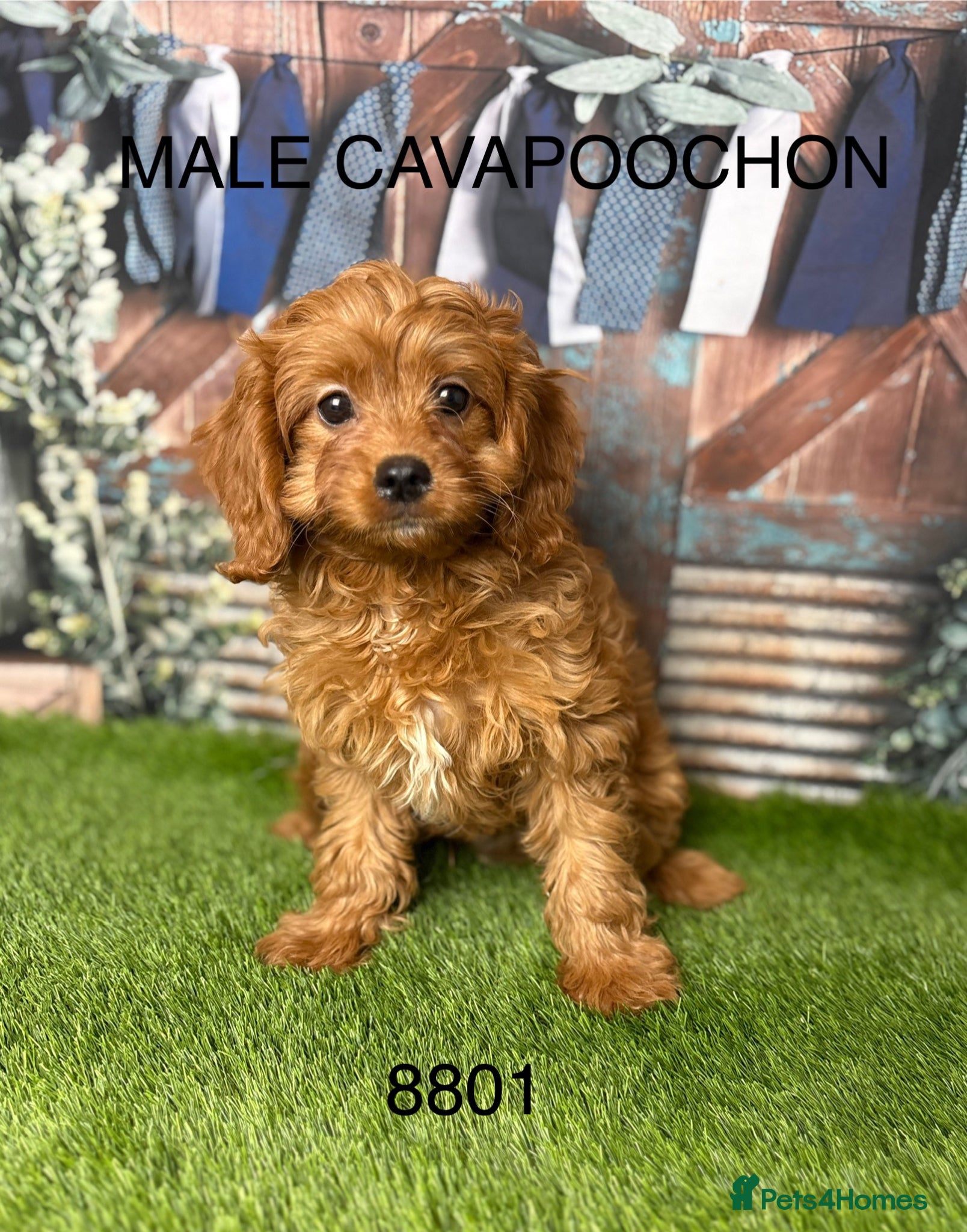 Cavapoochon dogs Stunning Cavapoochon puppies  - Advert 2