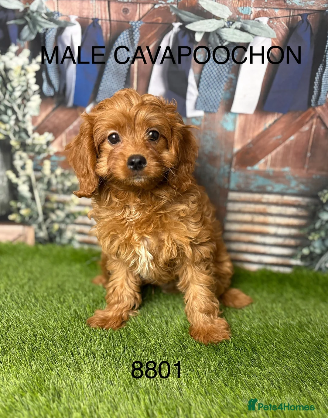 Cavapoochon dogs for sale: Stunning Cavapoochon puppies  in Burnley - Advert 2
