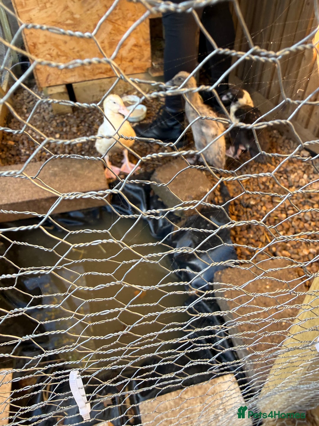 Ducks poultry for sale: 2 Muscovy ducks and 1 Indian runner duck - Advert 15