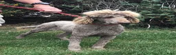 Standard Poodle dogs for sale: Stunning KC Standard Poodle..health tested - Advert 9