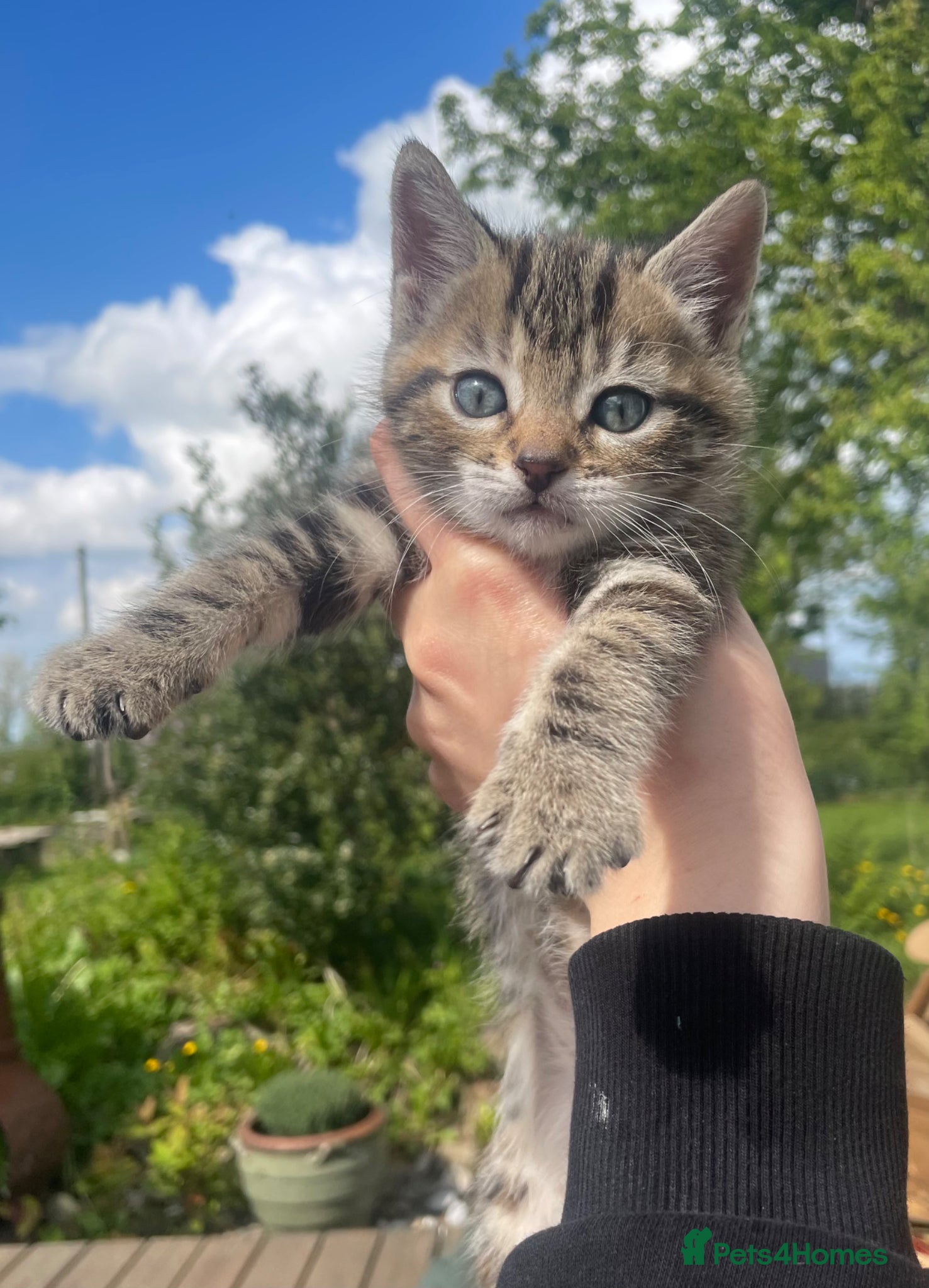Mixed Breed cats Bengal and Russian Blue Mixed Kittens - Advert 5