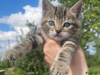 Mixed Breed cats Bengal and Russian Blue Mixed Kittens - Advert 5