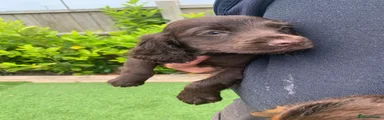 Cocker Spaniel Puppy 3