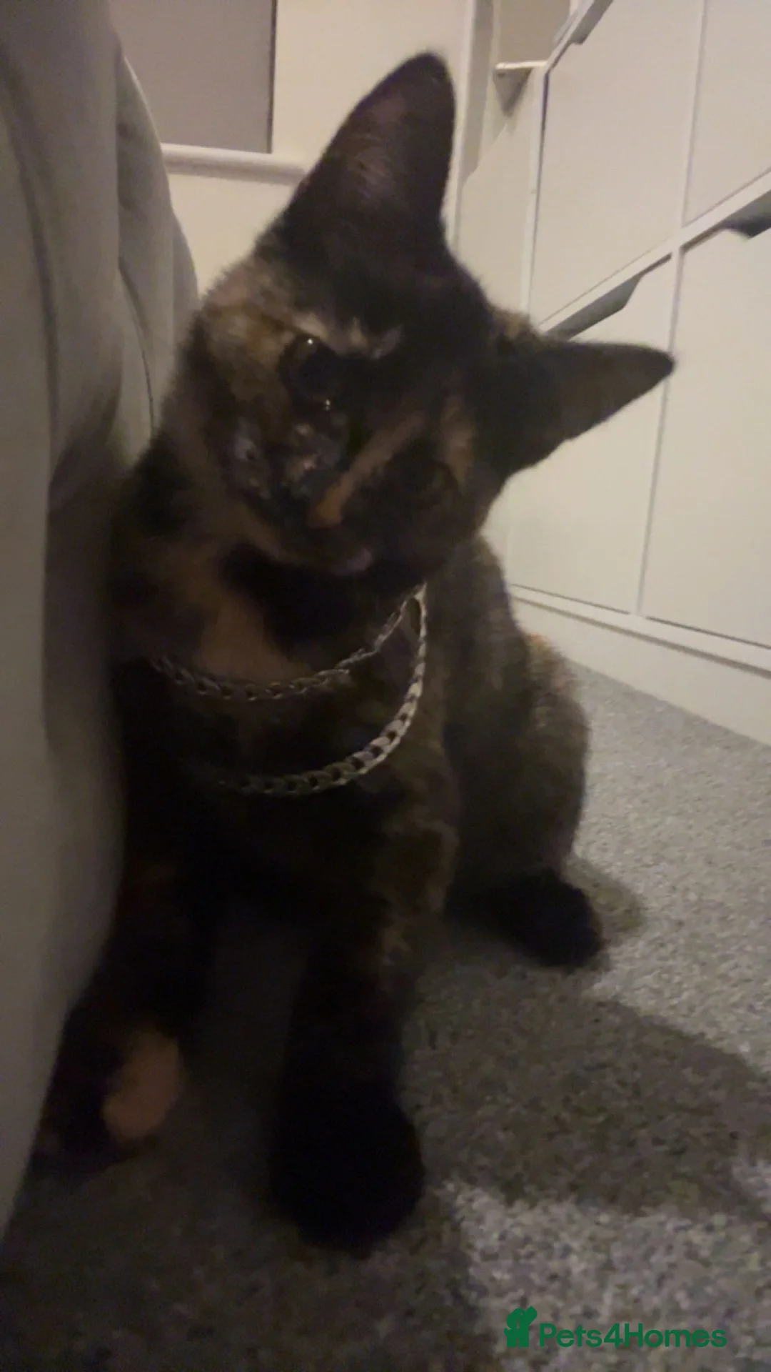 Mixed Breed cats for sale: One girl kitten🐱🎀🐾 - Advert 2