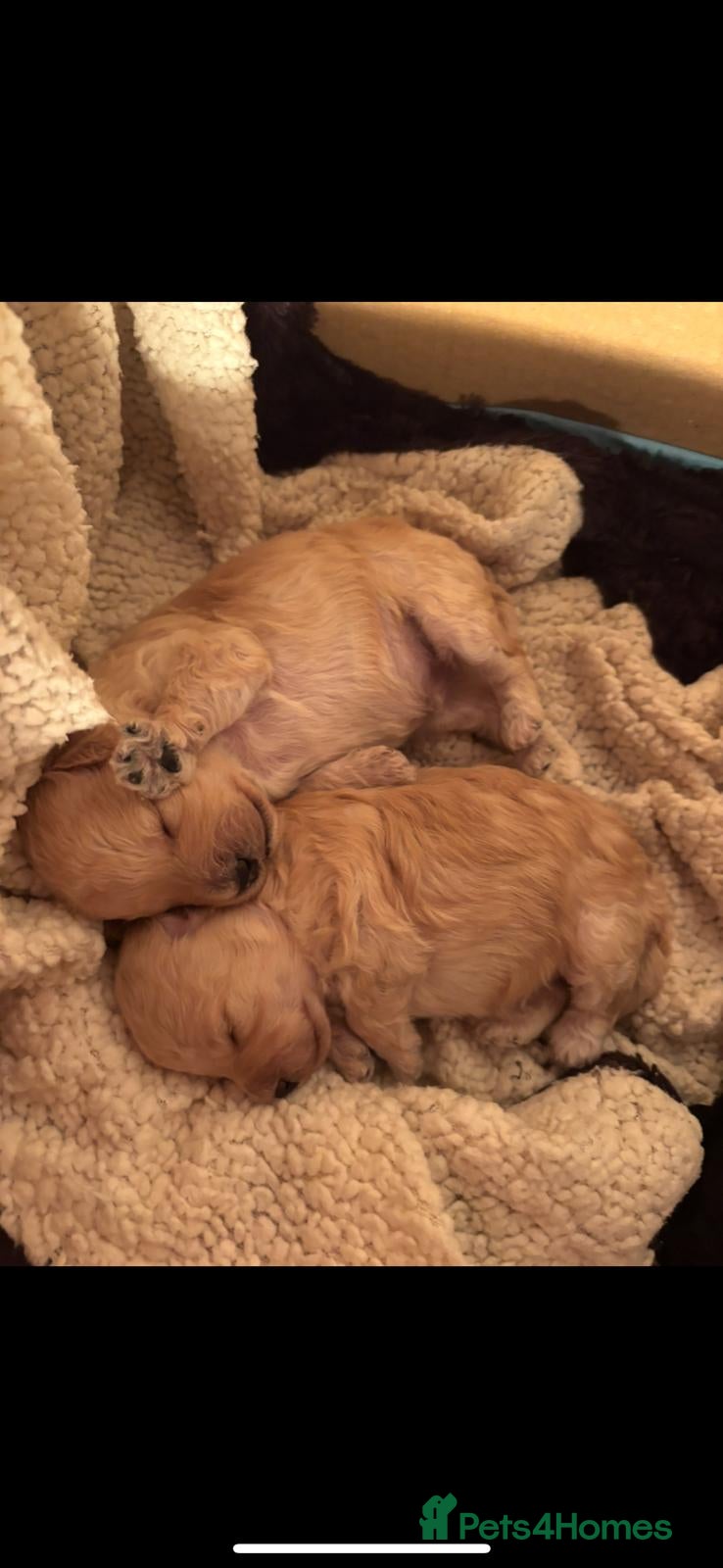 Poochon dogs Toy poodle pochons - Advert 1