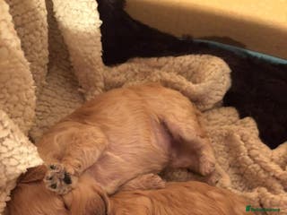 Poochon dogs Toy poodle pochons - Advert 4