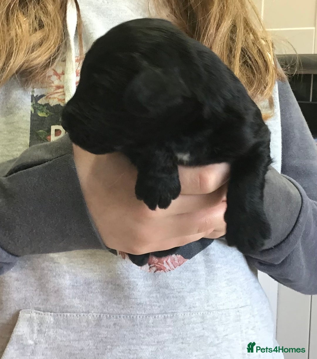 Bernedoodle dogs for sale: EXCEPTIONAL MINI BERNADOODLE PUPS. - Advert 6