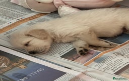 Golden Retriever dogs for sale: Golden Retriever pups - Image 1