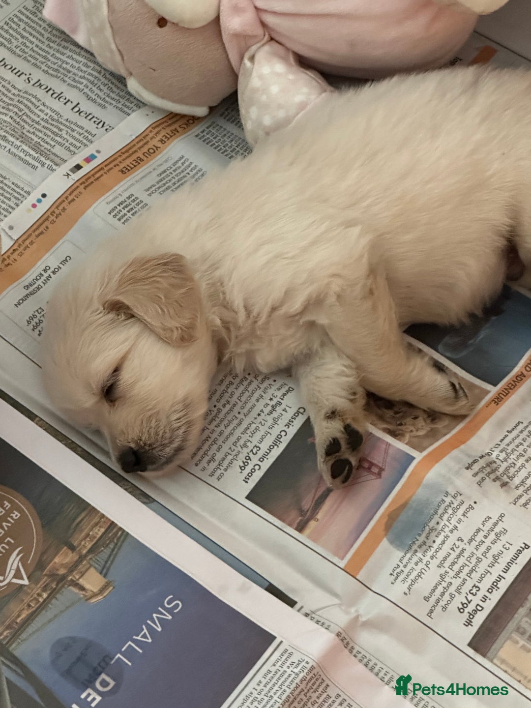 Golden Retriever dogs for sale: Golden Retriever pups - Image 1