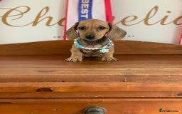 Miniature Dachshund dogs for sale: KC Registered true petite Miniature Dachshunds - Image 1